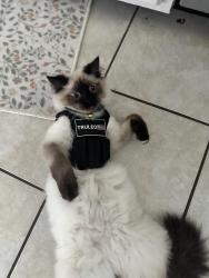 Lost Male Cat last seen Pearl Avenue, Sirene Stadium , Greenville, SC 29601