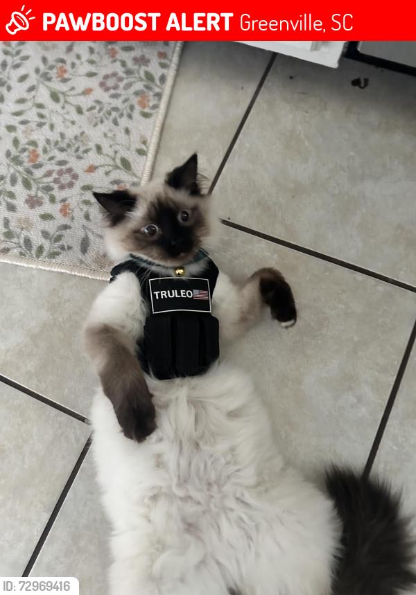 Lost Male Cat last seen Pearl Avenue, Sirene Stadium , Greenville, SC 29601