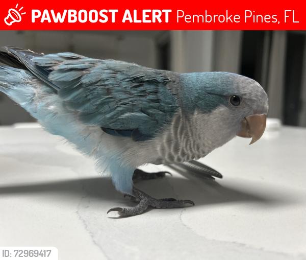 Lost Unknown Bird last seen Near n, Pembroke Pines, FL 33028