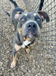 Shelter Stray Male Dog last seen Near Wesley Chapel Rd Decatur, 30034, 30034, GA, Atlanta, GA 30341