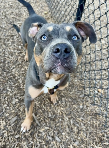 Shelter Stray Male Dog last seen Near Wesley Chapel Rd Decatur, 30034, 30034, GA, 3280 Chamblee Dunwoody Rd, Chamblee, GA 30341, USA