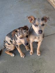 Found/Stray Female Dog last seen Near Pine Forest Rd.,Walnut Hill Florida , McDavid, FL 32568