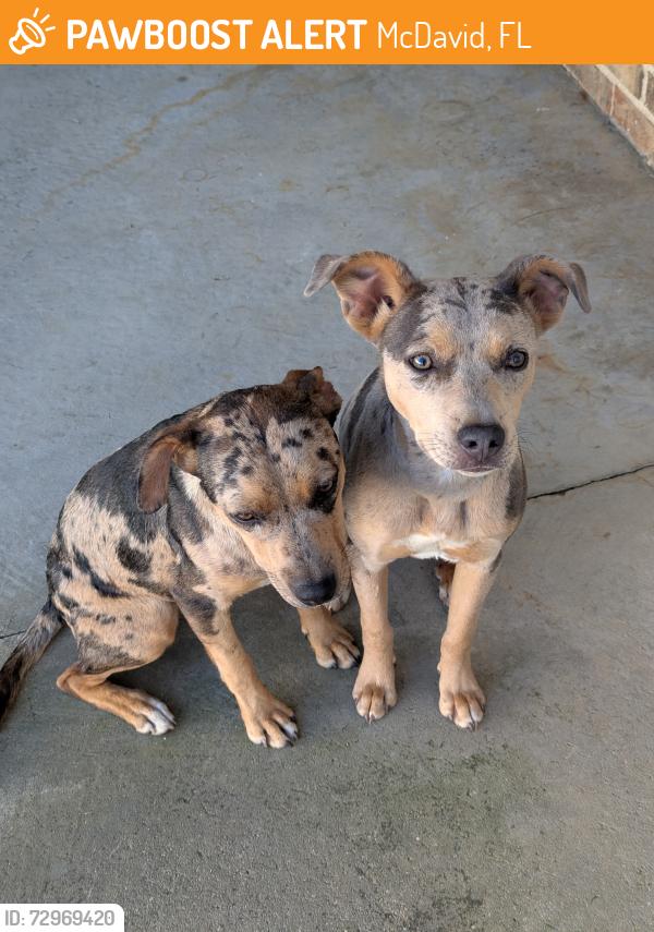 Found/Stray Female Dog last seen Near Pine Forest Rd.,Walnut Hill Florida , McDavid, FL 32568