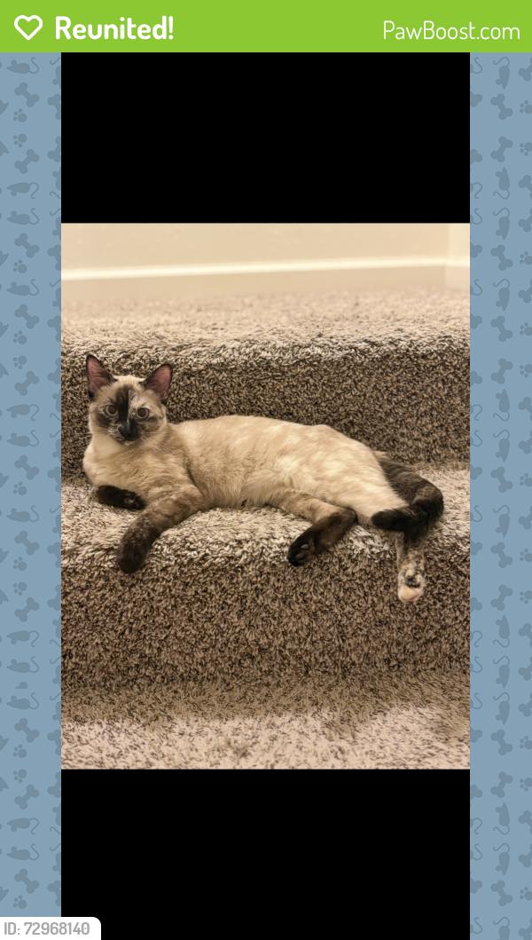 Reunited Female Cat last seen Kohl met, Muncie, IN 47303