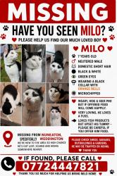 Lost Male Cat last seen Shearing Crescent , Warwickshire, England CV10 0FF