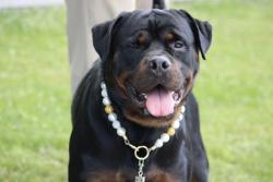 Shelter Stray Male Dog last seen Father Cappadanno Boulevard, STATEN ISLAND, NY, 10305, Staten Island, NY 10309