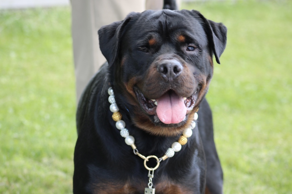 Shelter Stray Male Dog last seen Father Cappadanno Boulevard, STATEN ISLAND, NY, 10305, 3139 Veterans Rd W, Staten Island, NY 10309, USA