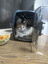 Found/Stray Male Cat last seen Cortez and Washtenaw, Chicago, IL 60622