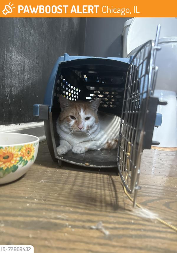 Found/Stray Male Cat last seen Cortez and Washtenaw, Chicago, IL 60622