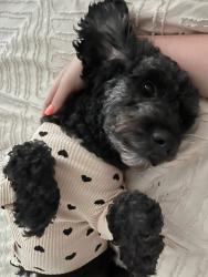 Reunited Female Dog last seen Enders Place Baldwin Park , Orlando, FL 32803