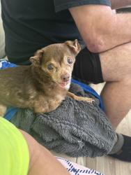 Reunited Male Dog last seen 113th & Corrington Ave, Kansas City, MO 64134