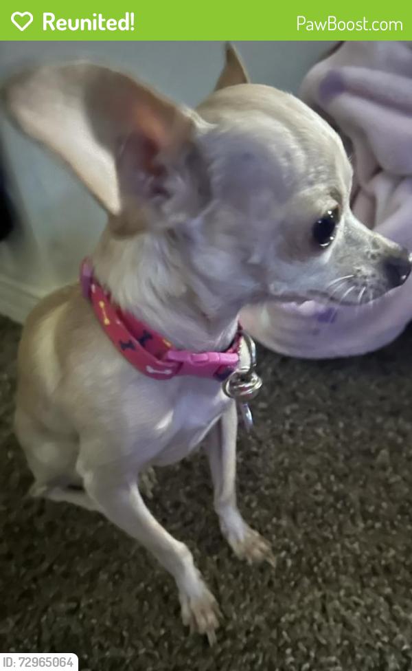 Reunited Female Dog last seen Chayane, Las Cruces, NM 88011