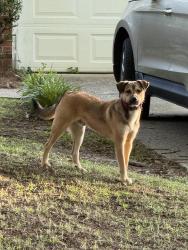 Found/Stray Male Dog last seen Shadowood Driveand Holly Springs, Lexington County, SC 29212