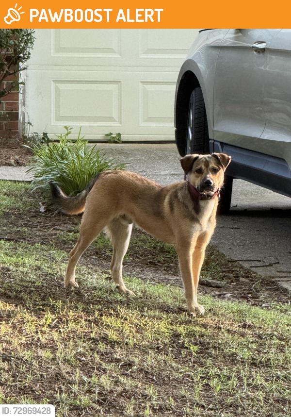 Found/Stray Male Dog last seen Shadowood Driveand Holly Springs, Lexington County, SC 29212