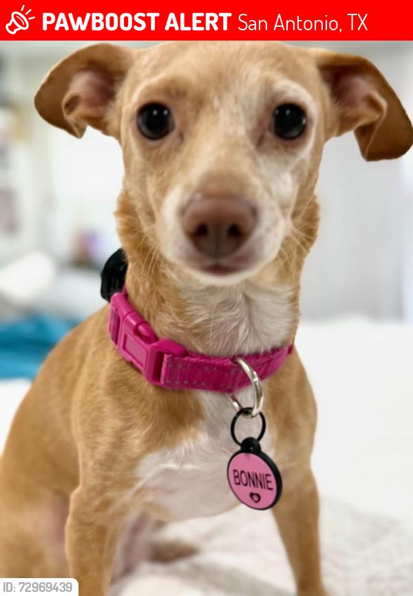 Lost Female Dog last seen Windlake and Woodcliffe dr, San Antonio, TX 78230