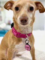 Lost Female Dog last seen Windlake and Woodcliffe dr, San Antonio, TX 78230