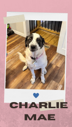 Reunited Female Dog last seen Corner of Cross Road and Ridge Road, Clover, SC 29710