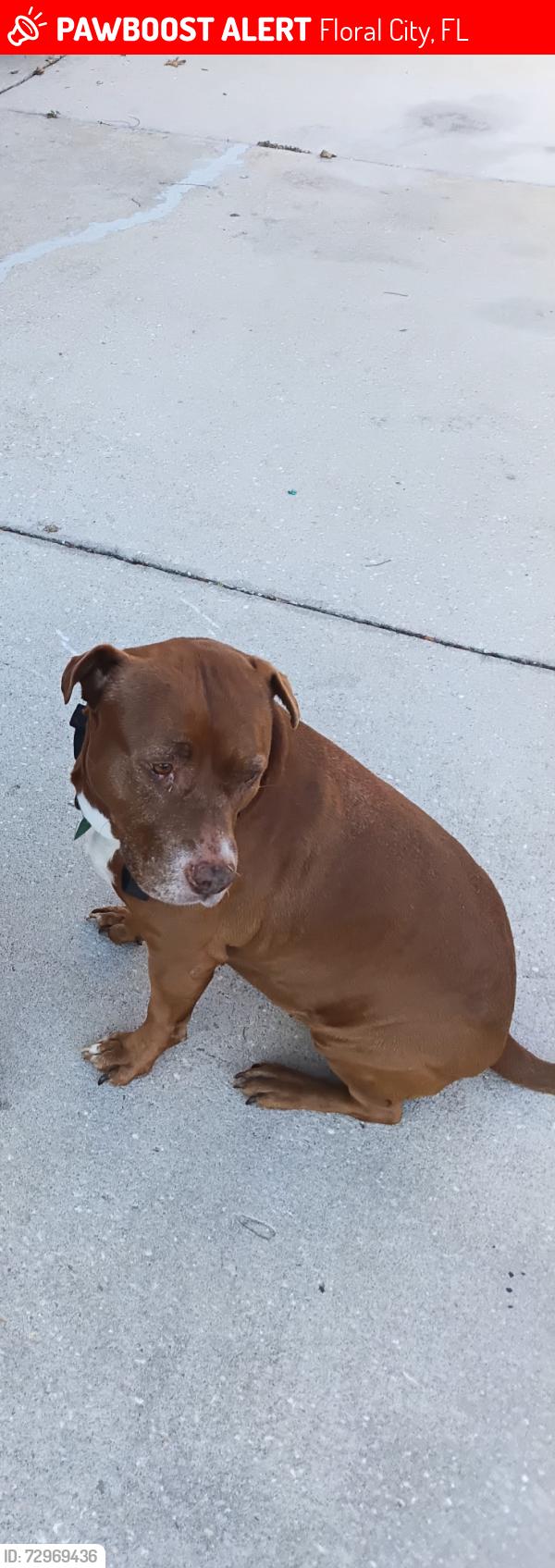 Lost Female Dog last seen E Trails End and S Eeyore Point Floral City , Floral City, FL 34436