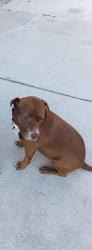 Lost Female Dog last seen E Trails End and S Eeyore Point Floral City , Floral City, FL 34436