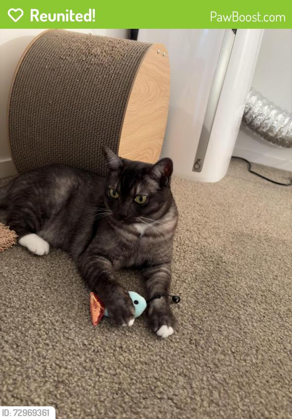 Reunited Male Cat last seen Errard Street, Kelvin Grove, Kelvin Grove, QLD 4059