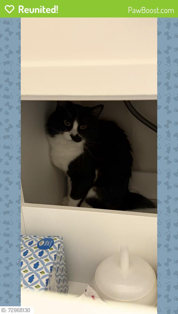 Reunited Male Cat last seen Near Christopher ln, Richardson, TX 75082
