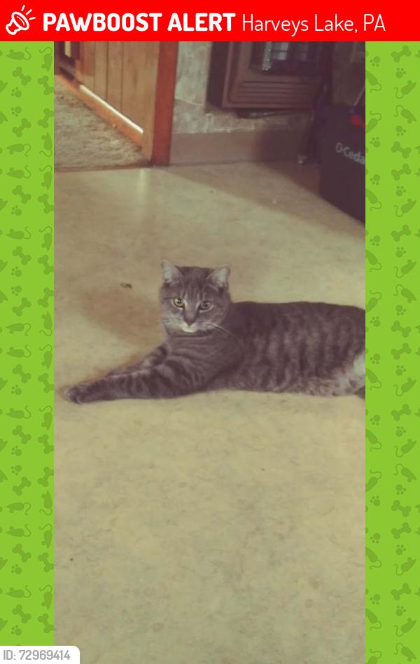Lost Male Cat last seen Near Star Lane, Harveys Lake, PA 18618