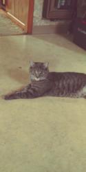 Lost Male Cat last seen Near Star Lane, Harveys Lake, PA 18618
