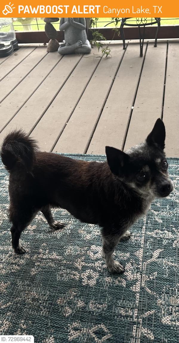 Found/Stray Male Dog last seen On Five Oaks Circle , Canyon Lake, TX 78133