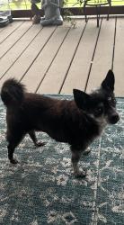 Found/Stray Male Dog last seen On Five Oaks Circle , Canyon Lake, TX 78133