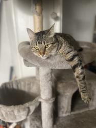 Lost Male Cat last seen Hall rd & Garfield area , Macomb, MI 48044