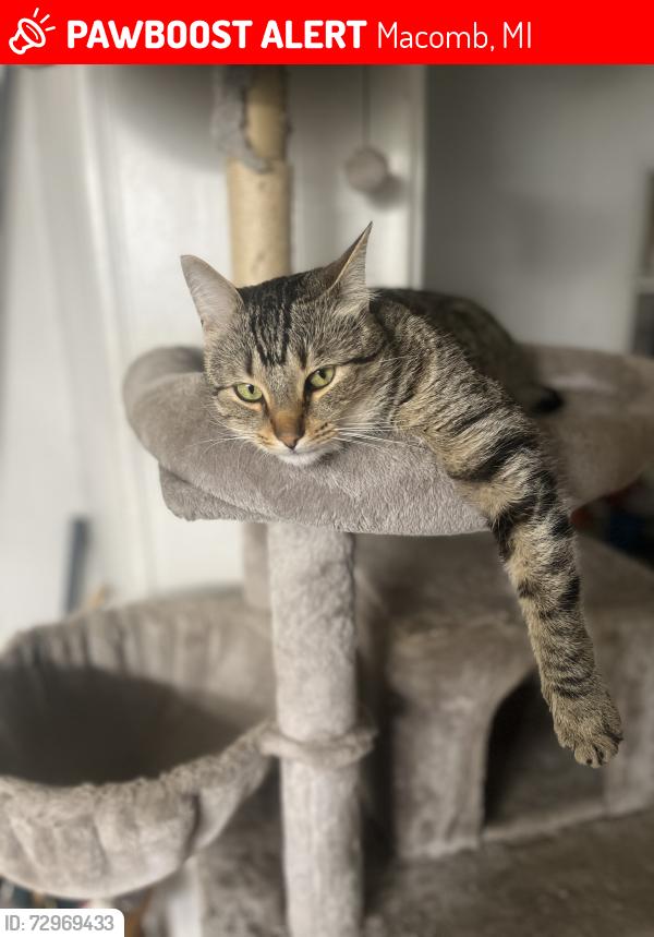 Lost Male Cat last seen Hall rd & Garfield area , Macomb, MI 48044