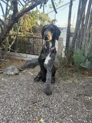 Found/Stray Female Dog last seen 2nd and Griegos, Albuquerque, NM 87107