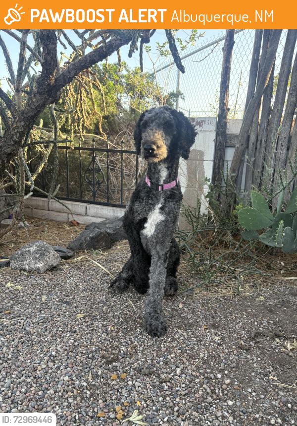 Found/Stray Female Dog last seen 2nd and Griegos, Albuquerque, NM 87107