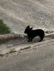 Found/Stray Unknown Dog last seen Near 1111 preswick, Harker Heights, TX 76548
