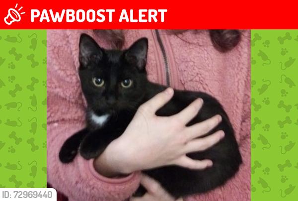 Lost Female Cat last seen Carlisle and Curry, Honey Creek Township, IN 47802