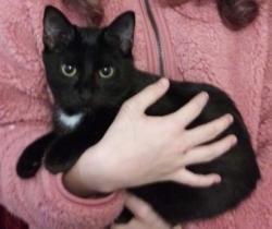 Lost Female Cat last seen Carlisle and Curry, Honey Creek Township, IN 47802