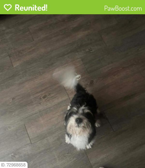 Reunited Male Dog last seen St Matthews Catholic Church , Jacksonville, FL 32210