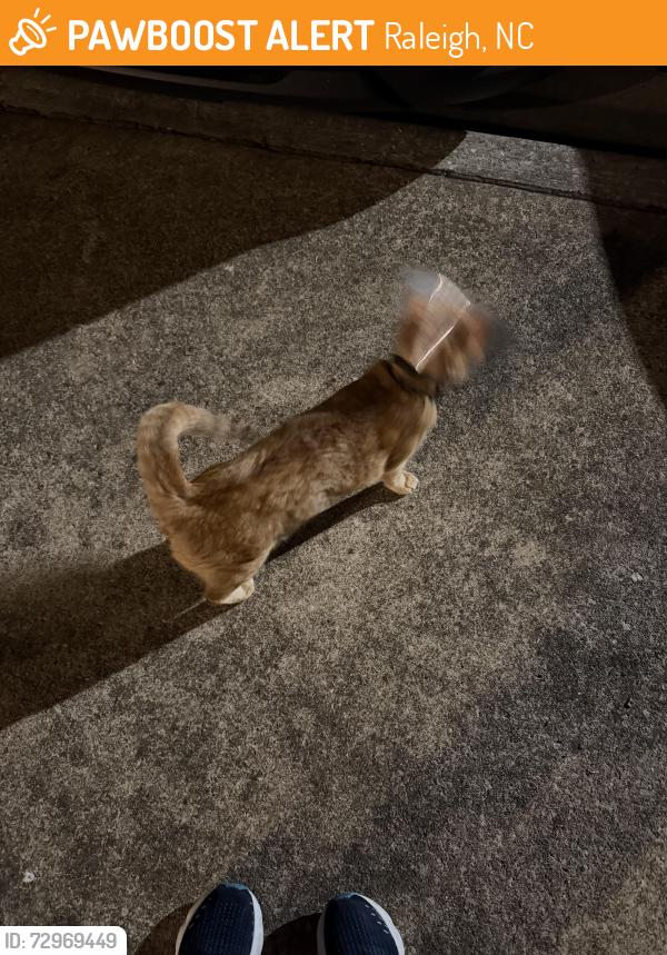 Found/Stray Female Cat last seen Pardue Woods Pl across from University Suites in Raleigh, NC, Raleigh, NC 27603
