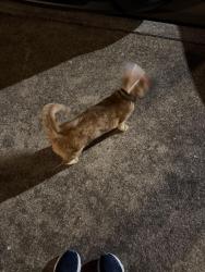 Found/Stray Female Cat last seen Pardue Woods Pl across from University Suites in Raleigh, NC, Raleigh, NC 27603