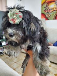 Lost Female Dog last seen Near Neptune Avenue , Jersey City, NJ 07307