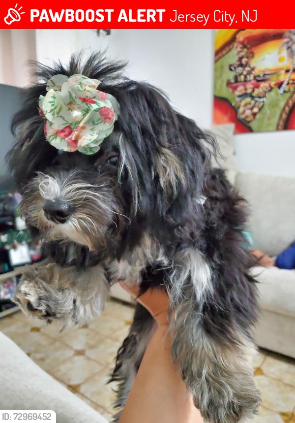 Lost Female Dog last seen Near Neptune Avenue , Jersey City, NJ 07307
