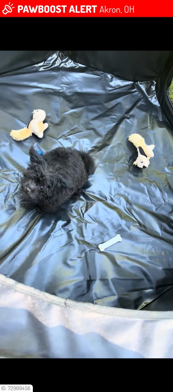 Lost Male Dog last seen Hudson, baird, Akron, OH 44306