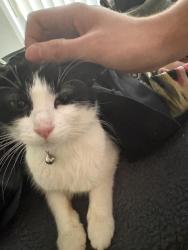 Lost Female Cat last seen There’s a red bridge around kings bridge in HD1, West Yorkshire, England HD1 3FN