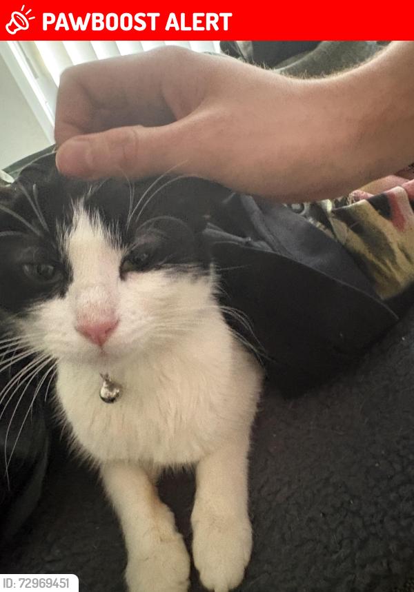 Lost Female Cat last seen There’s a red bridge around kings bridge in HD1, West Yorkshire, England HD1 3FN