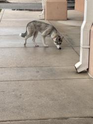 Found/Stray Unknown Dog last seen Walgreens, San Antonio, TX 78223