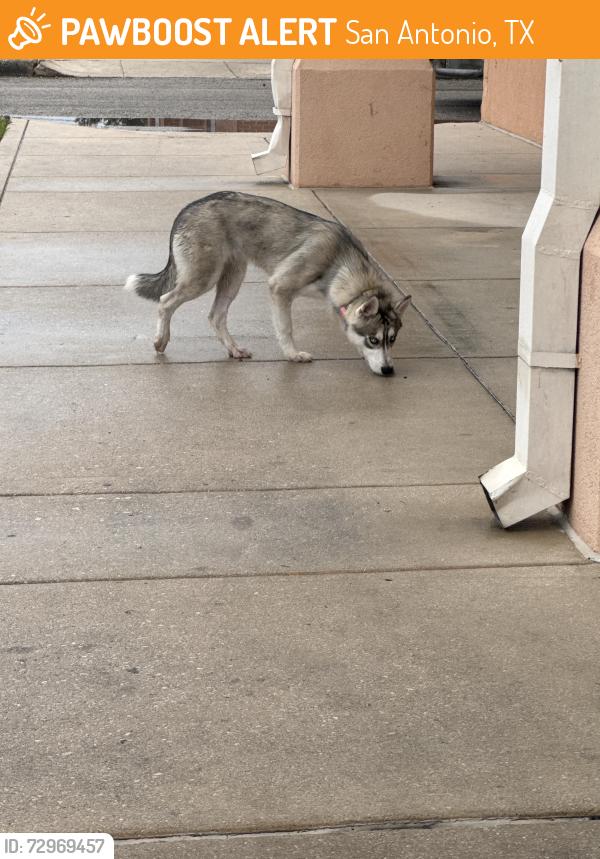 Found/Stray Unknown Dog last seen Walgreens, San Antonio, TX 78223