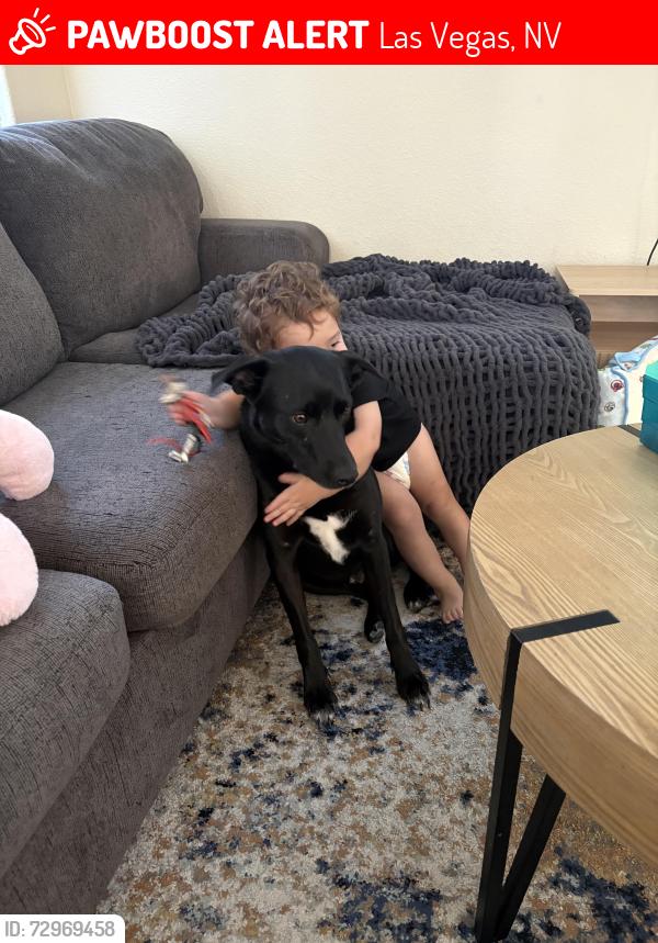 Lost Male Dog last seen Elkhorn Buffalo , Las Vegas, NV 89131