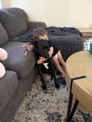Lost Male Dog last seen Elkhorn Buffalo , Las Vegas, NV 89131