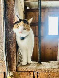 Lost Female Cat last seen Lucas Lane, Anchorage, KY 40223