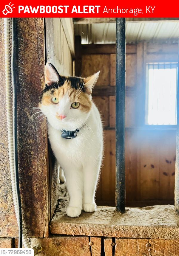Lost Female Cat last seen Lucas Lane, Anchorage, KY 40223